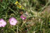 Sonnenroeschen Wuerfel Dickkopffalter (2)